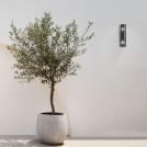 NOVA LUCE - Moisture-proof wall lamp L:8.6, W:9, H:34.8 cm.  9492442  REGINA ⚡ E27 ⚡ 2 х 12W ⚡ 100-240V ⚡ IP65 ✴ Dark Anthracite/Black